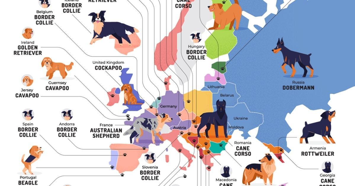 Which Breed of Dog Is the Most Popular in a Particular European Country? Here Are the Top of the Old Continent