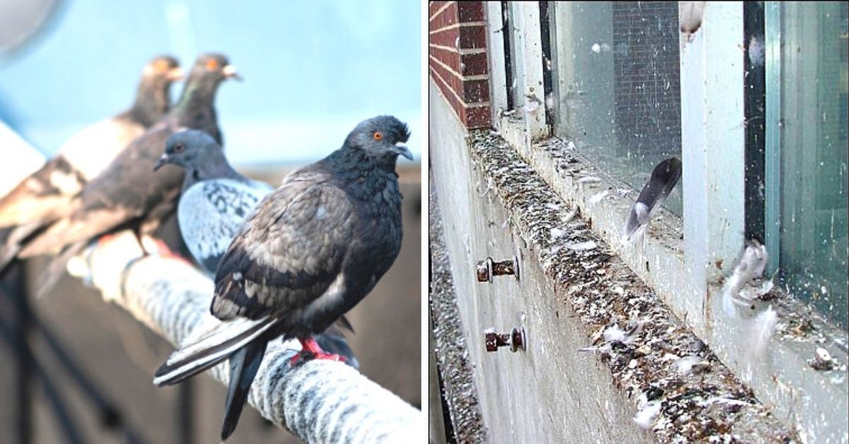 4 Effective and Humanitarian Ways to Keep Pigeons Away from Your Balcony
