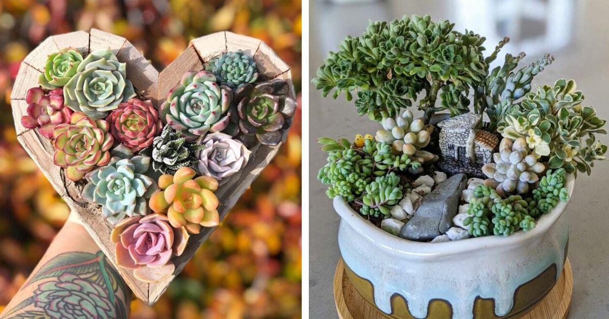 15 Cute Succulent Compositions. These Tiny Plants Appeal to Everybody