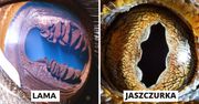 Galaktyczne oczy. 23 zdjęcia ukazujące magiczny Wszechświat w zwierzęcym spojrzeniu