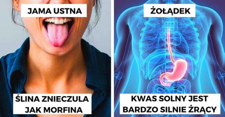10 zdumiewających ciekawostek o naszym układzie pokarmowym