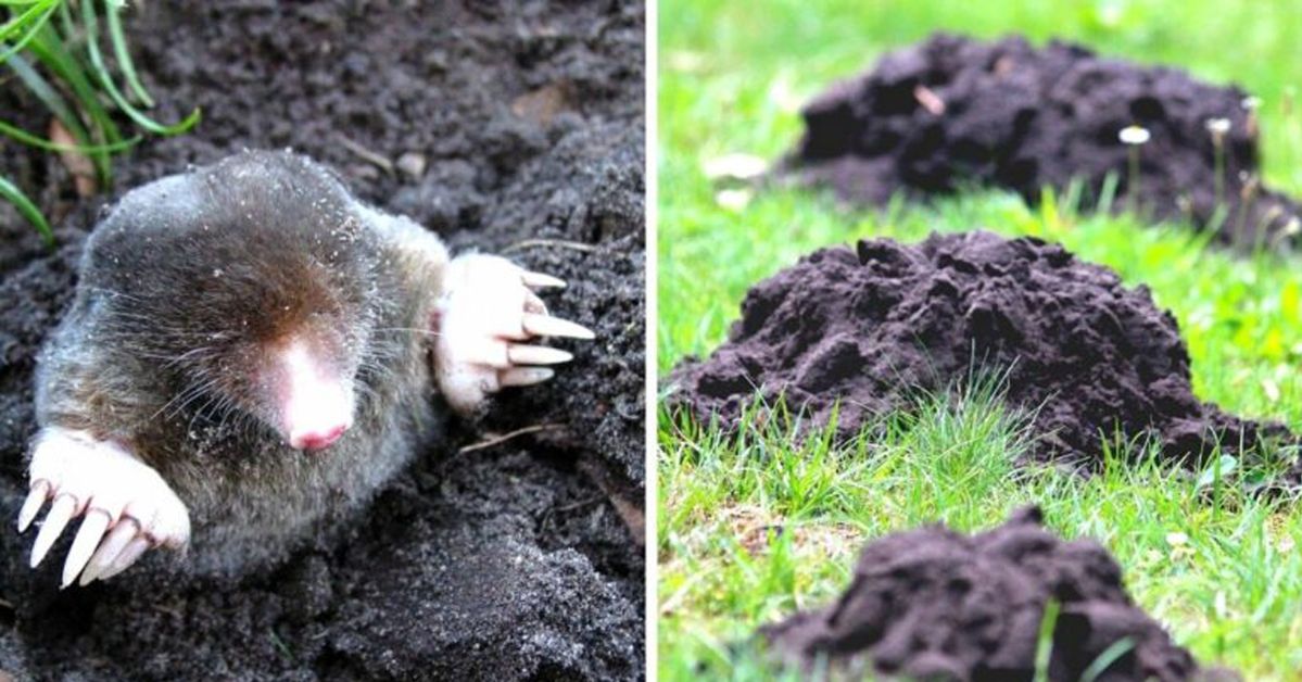 5 Ways to Keep Moles Away of Your Garden. No More Molehills on Your Lawn!