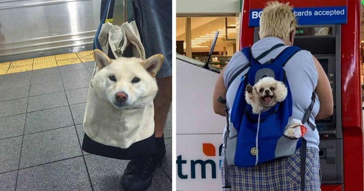 20 Dogs Taken for a Walk in a Variety of Accessories