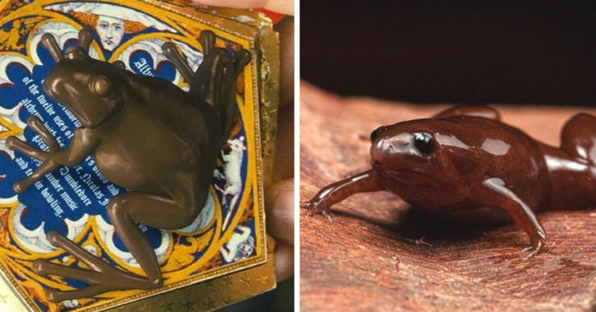A Creature Has Been Found. It Looks Like the Harry Potter’s Chocolate Frog. It’s Got a Face of a Tapir