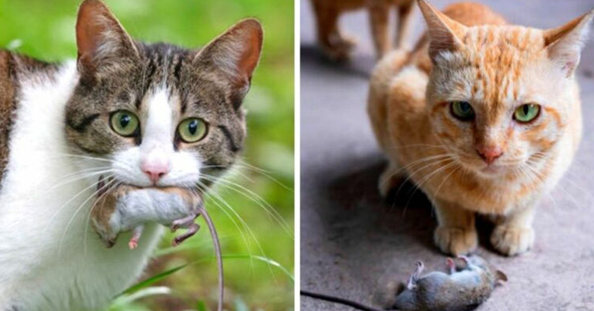 If Your Cat Brings You Dead Mice, There Could Be One Reason Behind It