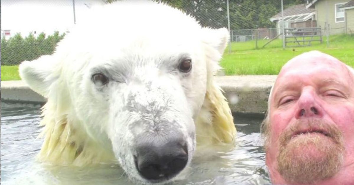 A Man Befriends a Polar Bear. Together They Swim in a Pool