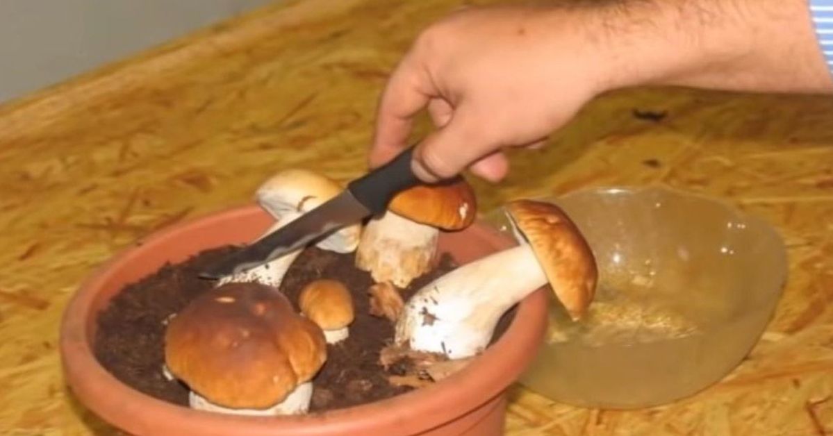 How to Grow Boletes? A Simple Way to Grow Your Own Mushrooms Using a Spore Concoction!