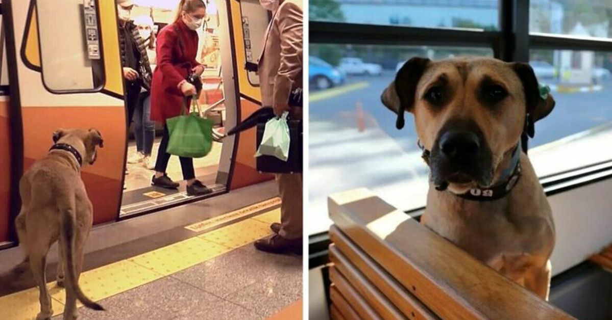 A Lonely Dog Travels 20 Miles Day Using Public Transport!