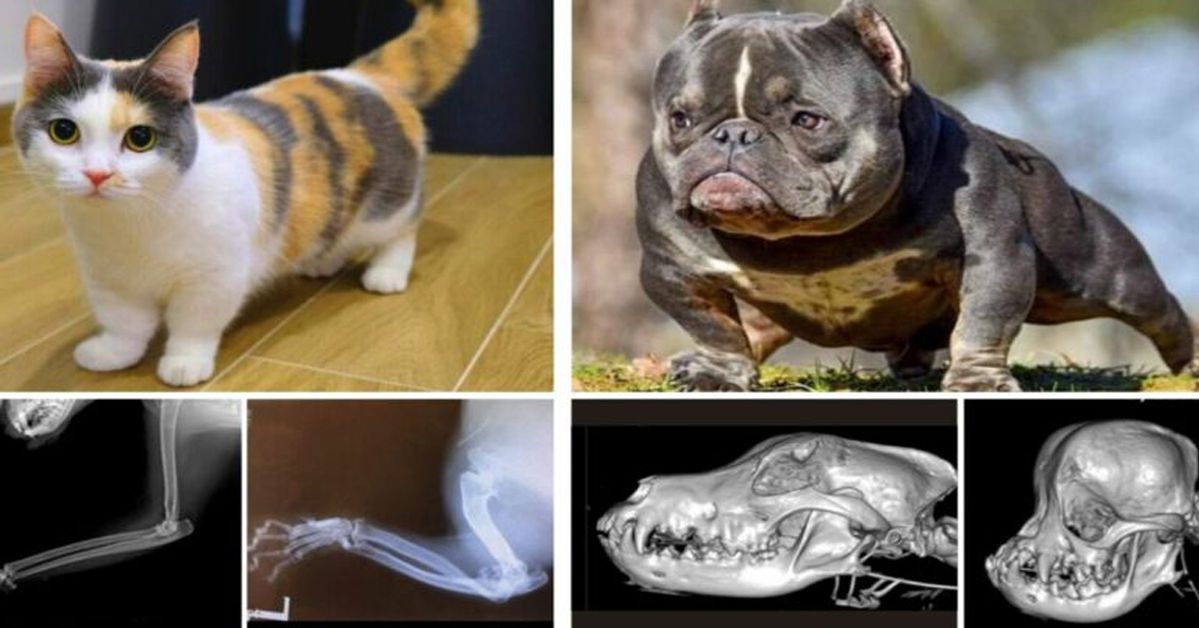 6 Cute Breeds of Cats and Dogs That Are Still Bred in Spite of the Suffering of the Animals