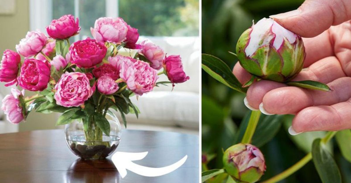 Are You Sad Because Your Wonderful Peonies Fade So Fast? We Have Got a Trick That Will Let Them Stay with You Much Longer!