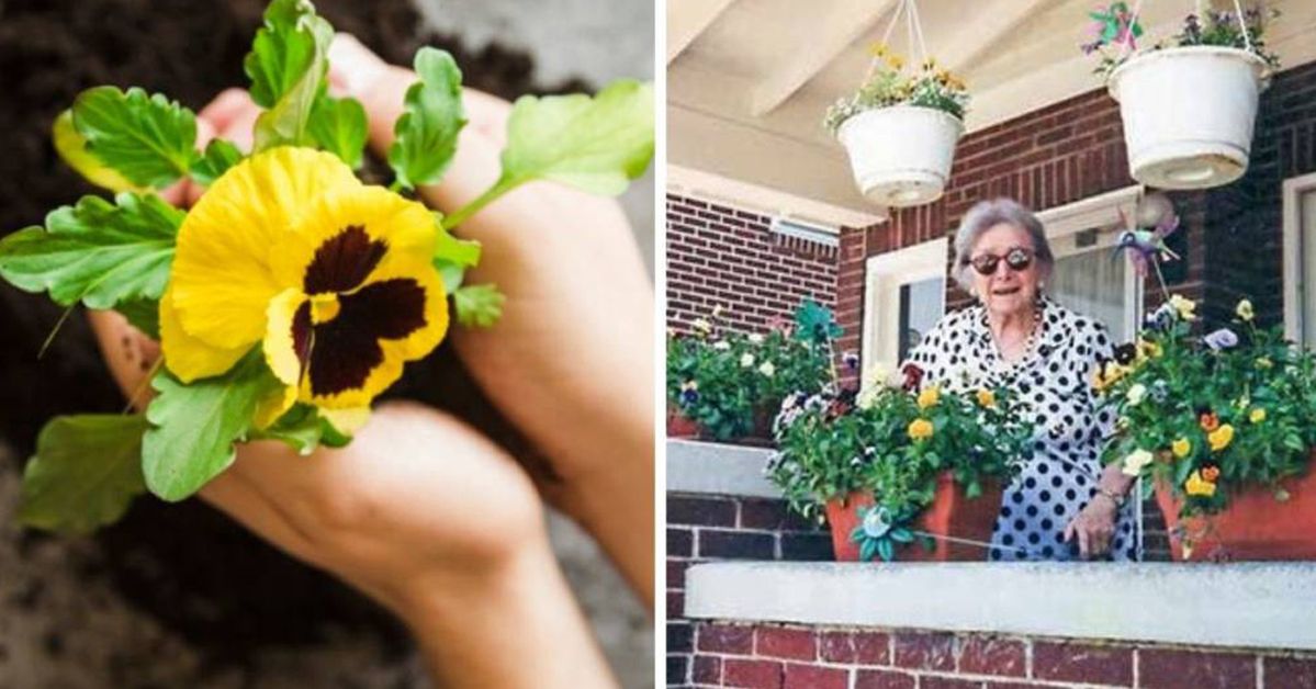 Taking Care of Pansies – My Grandmother Has Got a Method Which Has Been Used by Many Generations of Our Family!