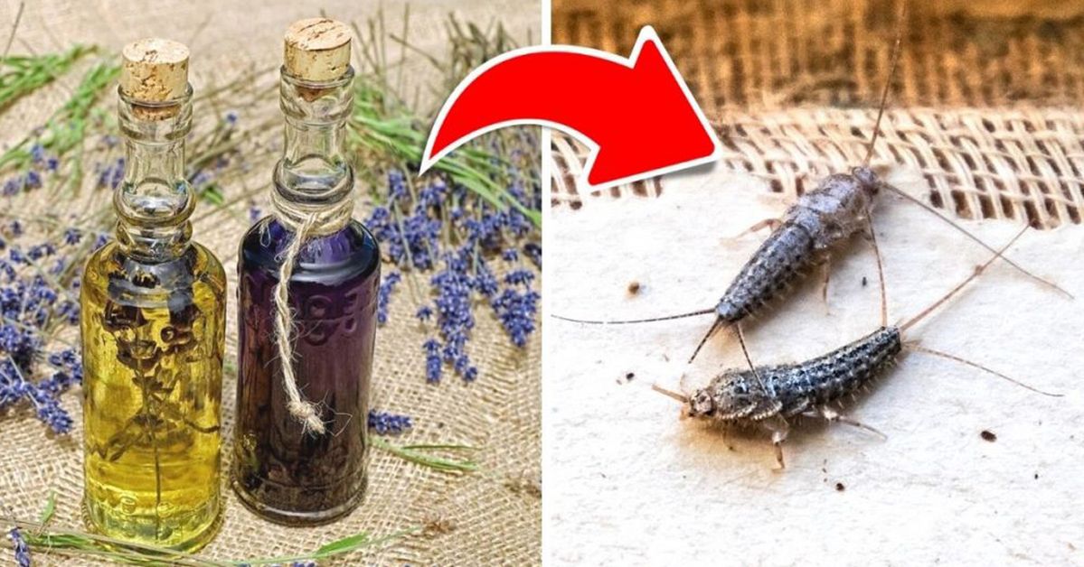 A Quick and Ecological Way to Get Rid of the Silverfish from Your Bathroom