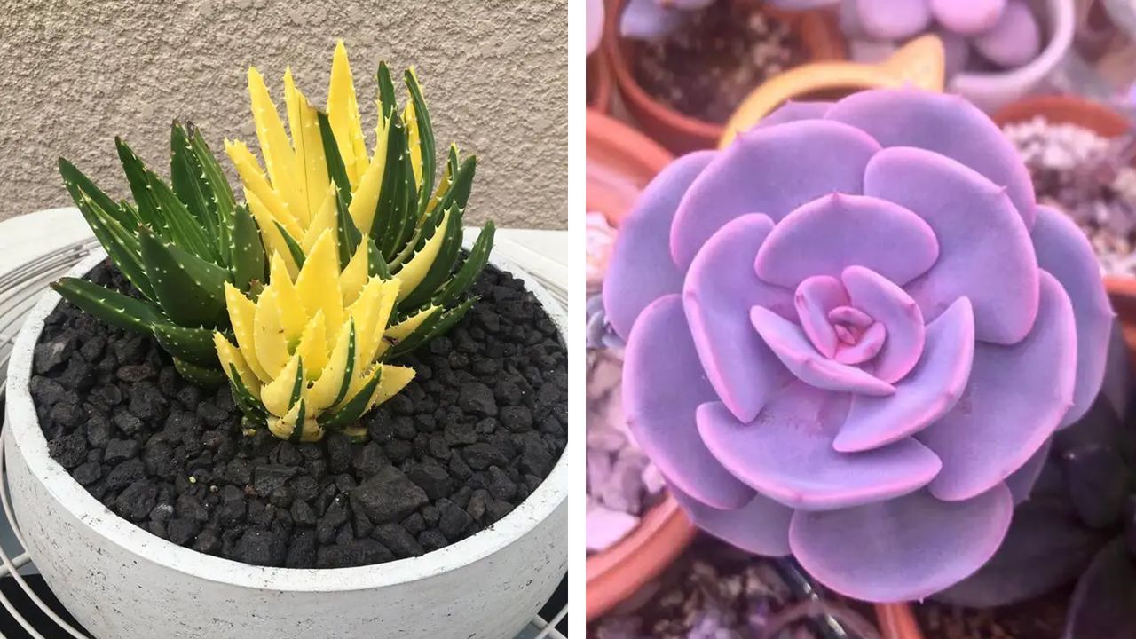 25 People Who Are in Love With Succulents. The Plants They Care for Are So Terribly Cute