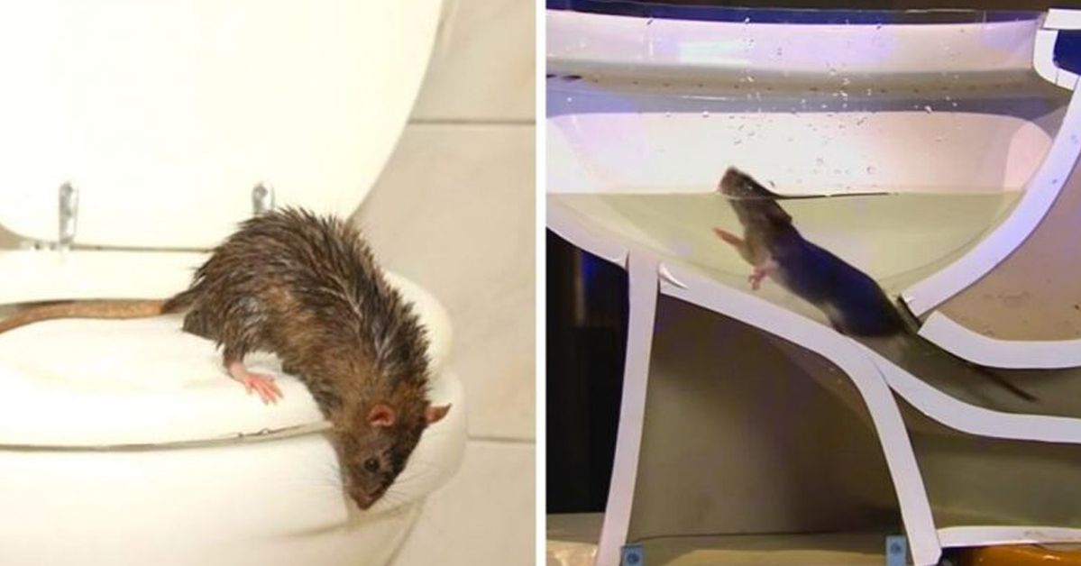 This Video Shows How Easily a Rat Can Get Out Through Your Toilet