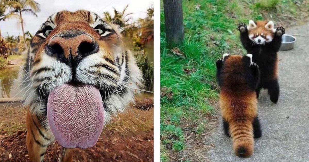 17 Amazing Facts About Animals That Biology Teachers Would Never Tell You