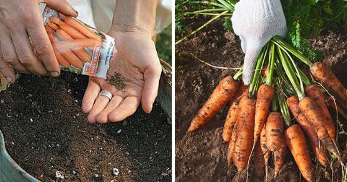 Gardening Hacks to Grow Carrots. Priceless Knowledge That Will Bring You Generous Harvest