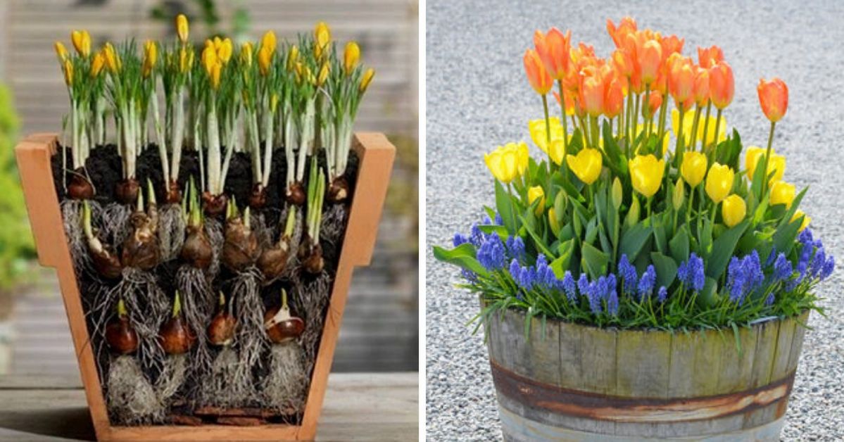 Simple Trick How a Few Flower Bulbs Can Be Planted in One Pot. They Will Look Marvelous!