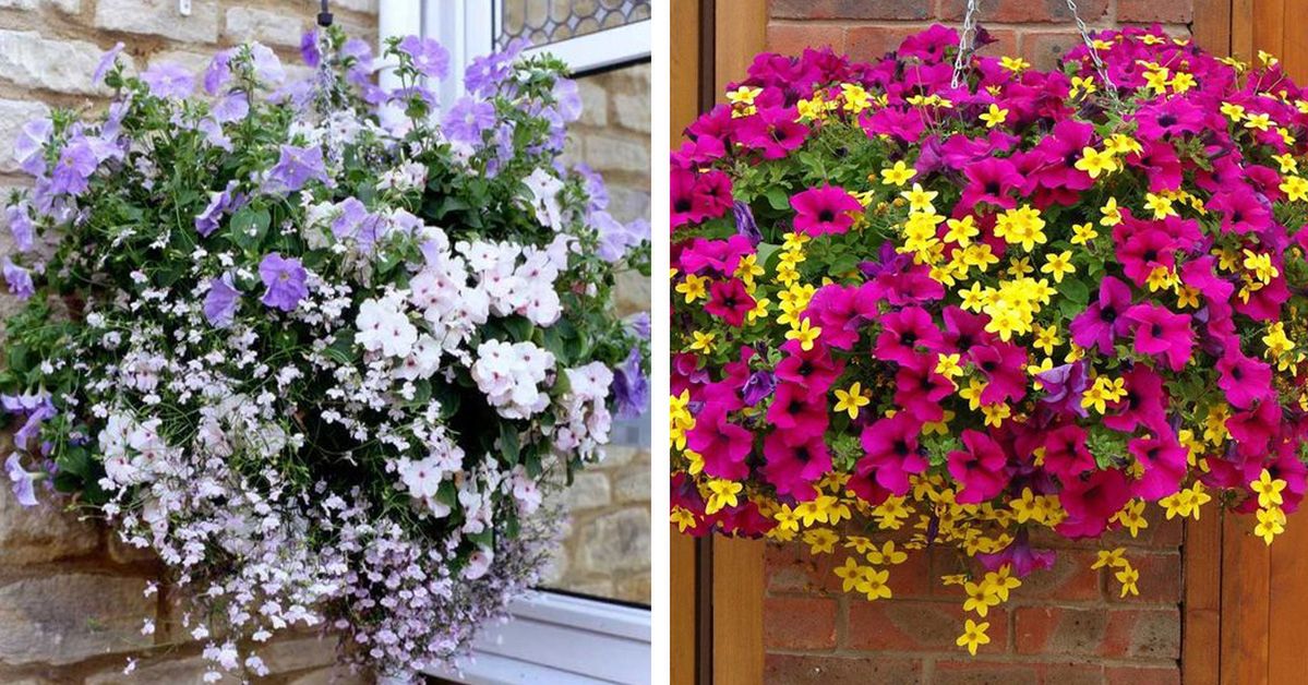 15 Blooming Plants to Decorate Your Windows and Balconies. They Are Easy to Grow in a Single Container