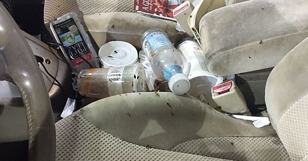 How to Get Rid of the Ants in Your Car – Do It Once but Do It Well!