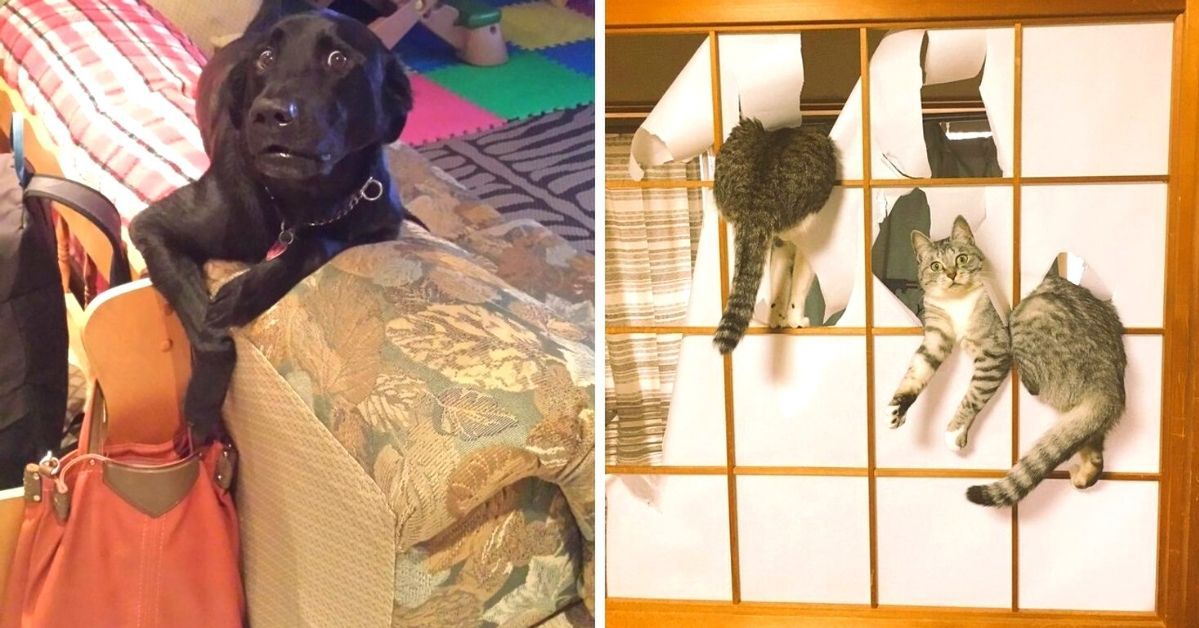 17 Pets That Messed up and Got Caught in the Act