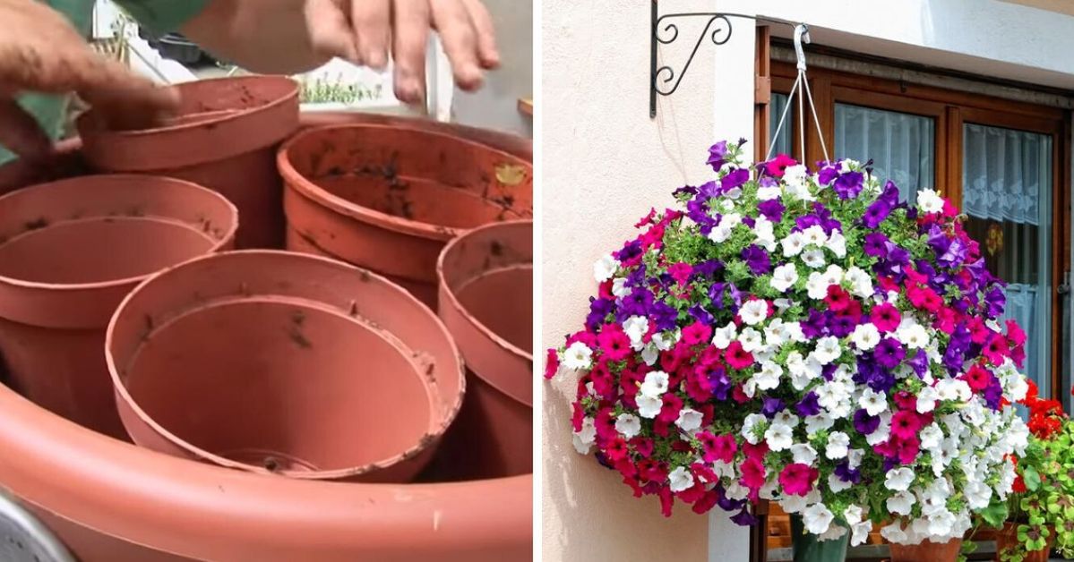 Trik profesjonalnych ogrodników na sadzenie pelargonii i surfinii. Bez łamania łodyg!