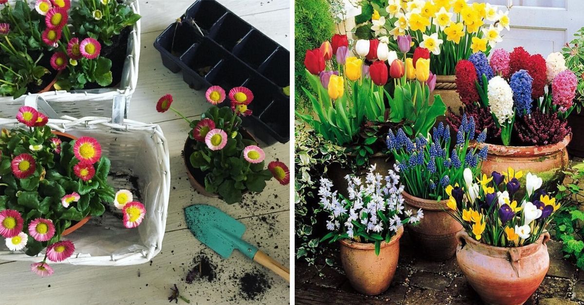 9 najpopularniejszych wiosennych kwiatów do ogrodu i na balkon