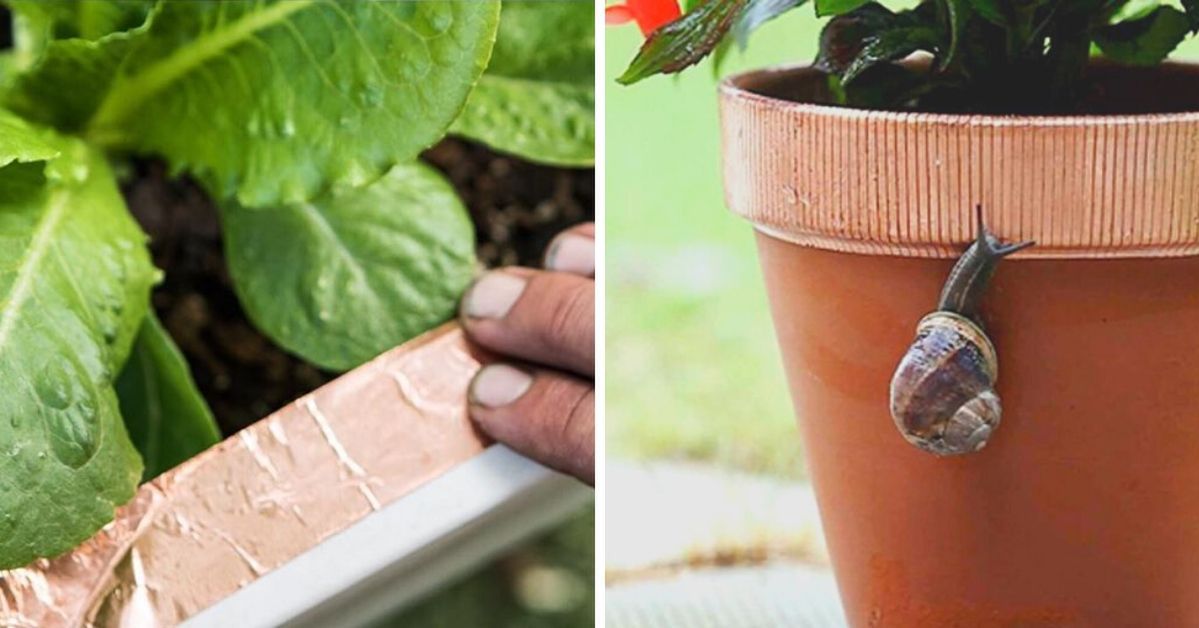 Copper Tape Will Protect Your Plants from Snails