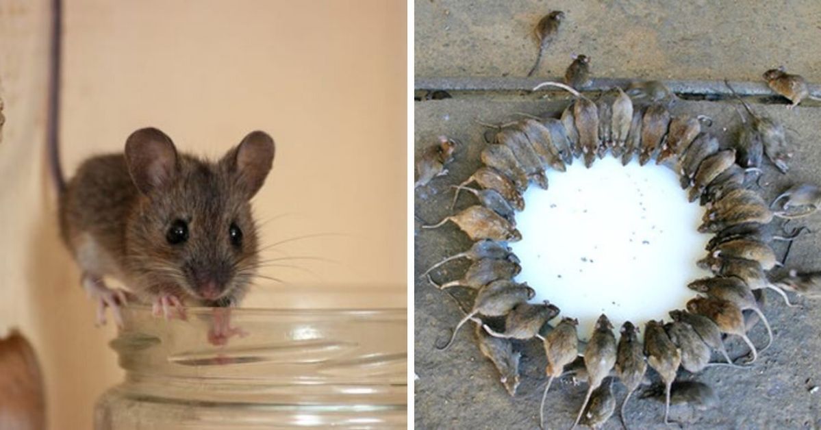 Skuteczne sposoby na wypędzenie myszy z domu