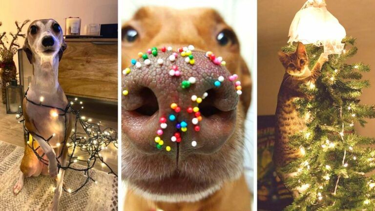 19 Pets That Somehow Didn’t Fall for Christmas