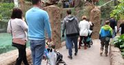 Zoo we Wrocławiu z rekordową frekwencją. Pobiło Wawel i Wieliczkę