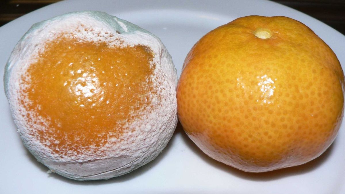 Pleśń na jedzeniu Fot. Wikimedia