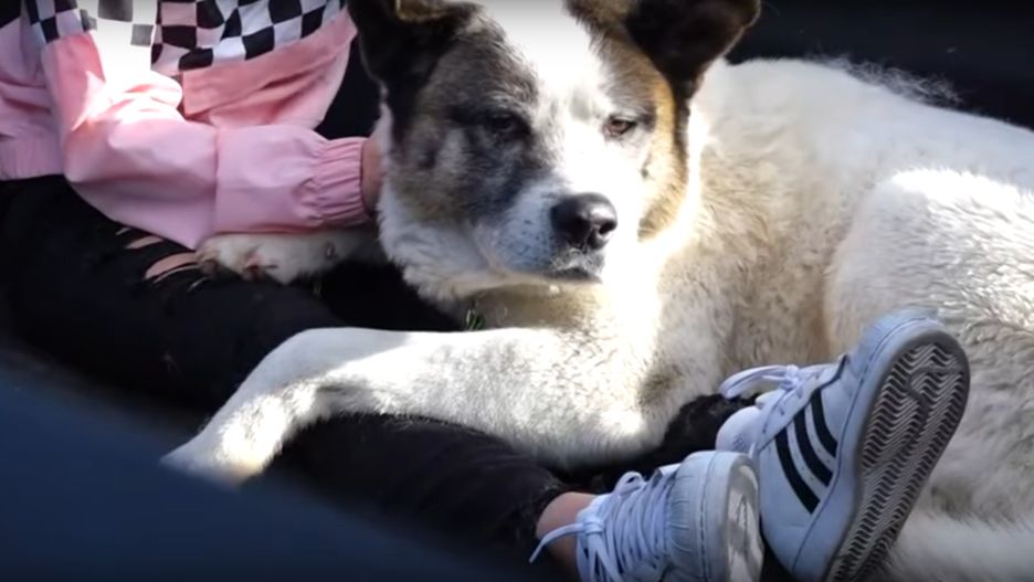 Pies wrócił do właścicieli po 101 dniach. Ostatni raz był widziany w czasie pożarów w Kalifornii