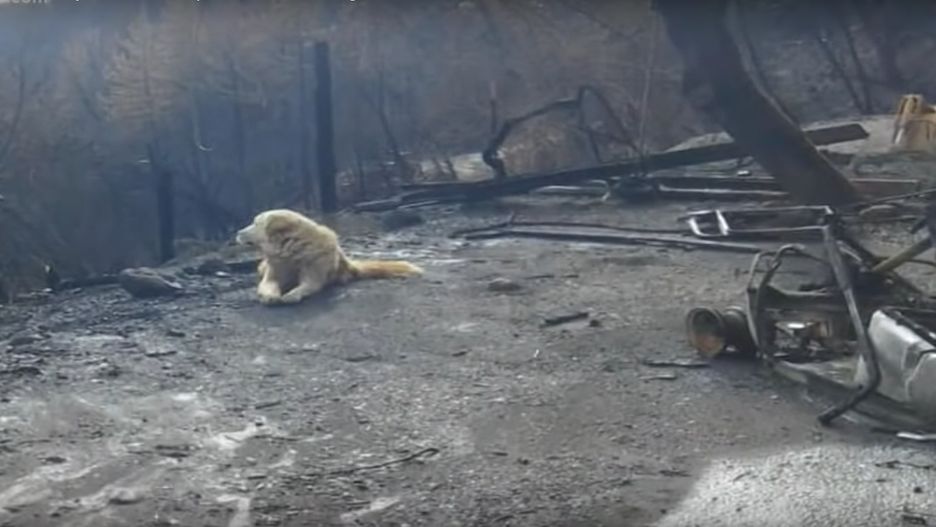 Kalifornia: Pies czekał na właścicieli przy ruinach spalonego domu