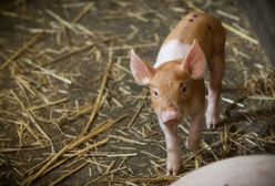 Wielkopolska. W pożarze chlewni spłonęło 4,5 tys. zwierząt