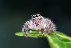 Chciał zabić pająki. W rezultacie spalił dom