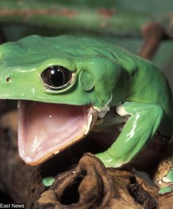 Niewyjaśniona śmierć podczas rytuału kambo. Prokuratura wznowiła śledztwo