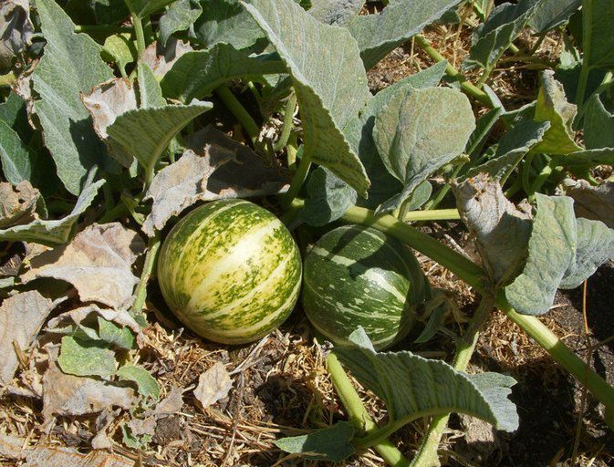 Cucurbita foetidissima