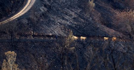 Tragedia w Wielkopolsce. Bracia próbowali gasić pożar łąki