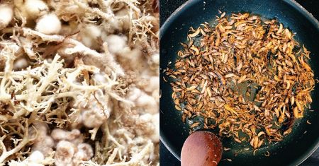 Insekty, krew i odchody. Oto zdrowa dieta według duńskich naukowców