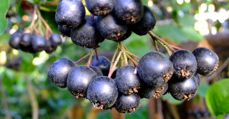 Aronia – owoc o wielkich możliwościach. Niezastąpiona na jesienne chłody