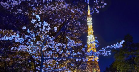 Wiśnie w Japonii pomyliły wiosnę z jesienią. Już rozkwitły