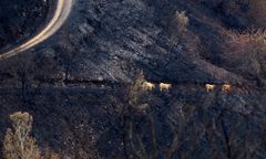 Tragedia w Wielkopolsce. Bracia próbowali gasić pożar łąki