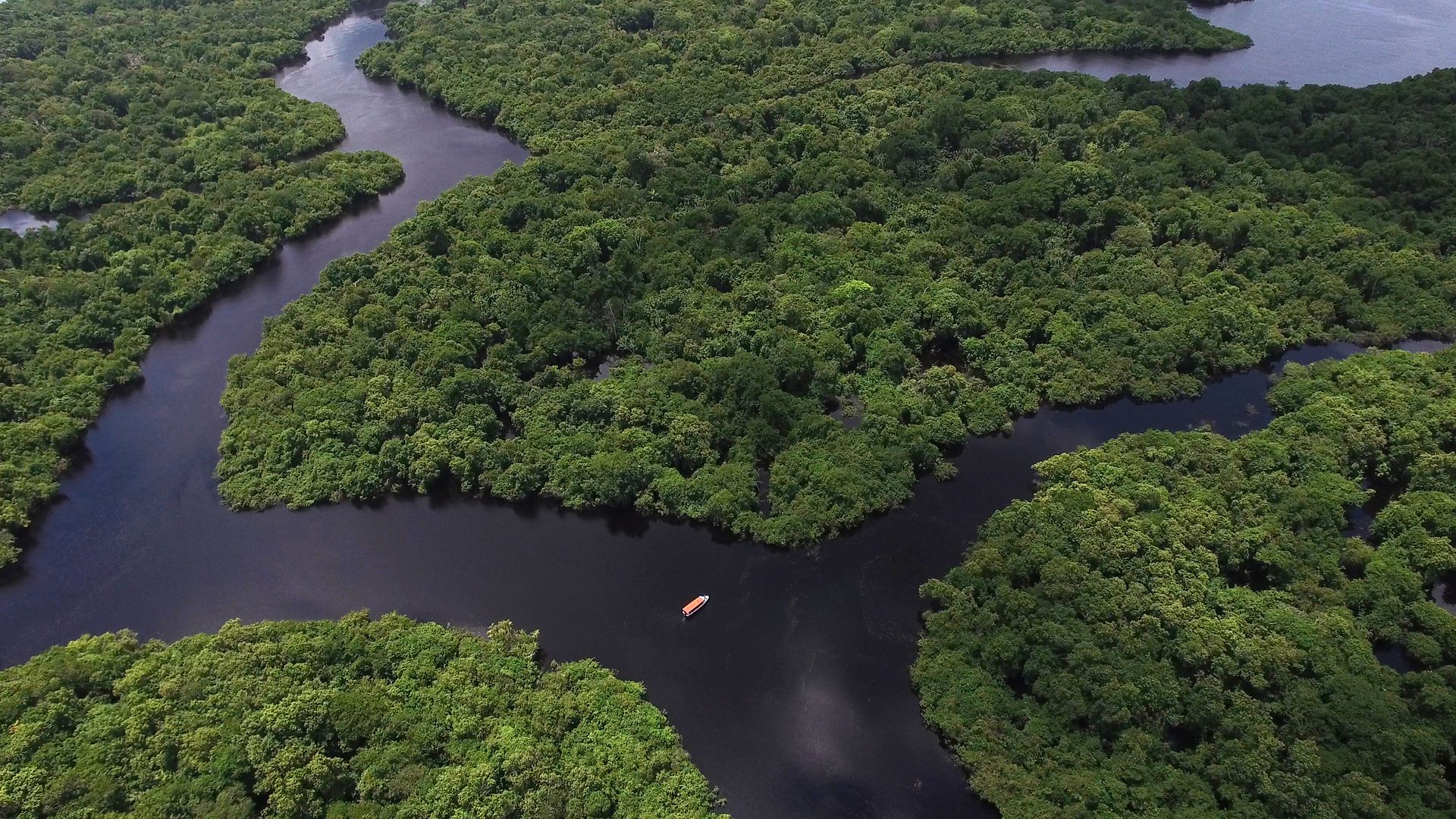 Amazonia zagrożona. Chcą wyciąć obszar wielkości Danii