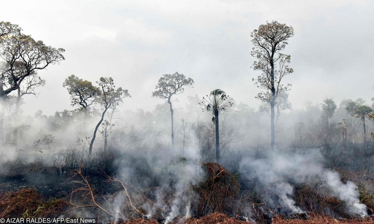 Puszcza Amazońska i klimat na Ziemi. Jaka jest prawda? Fakty i mity