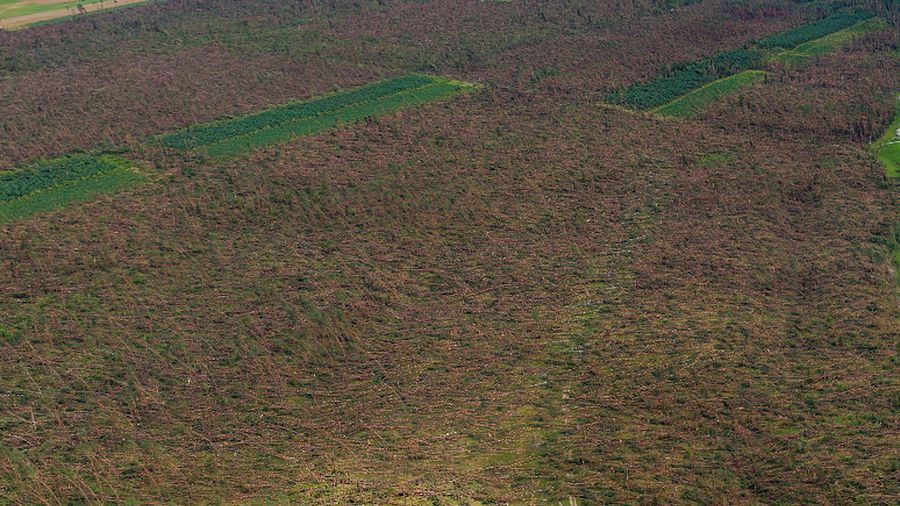 Nawałnica w okolicach Suszka wywarła wielkie spustoszenie
