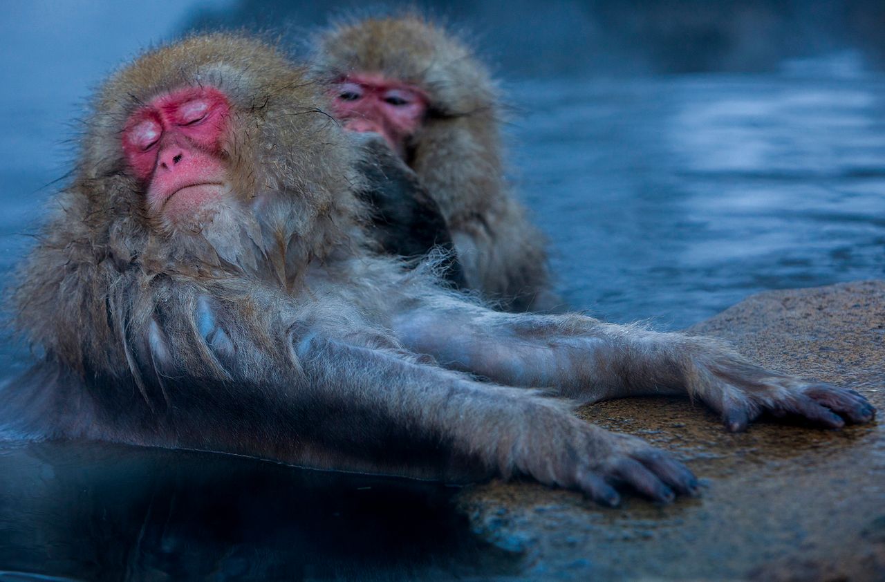 Te małpy wiedzą, co to prawdziwy relaks