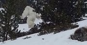 Przebadano ślady "należące" do Yeti. Naukowcy bez złudzeń