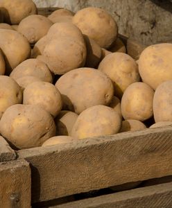 Zbiory ziemniaków dużo niższe niż w 2018 roku. Odczują to portfele Polaków