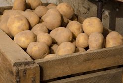 Zbiory ziemniaków dużo niższe niż w 2018 roku. Odczują to portfele Polaków