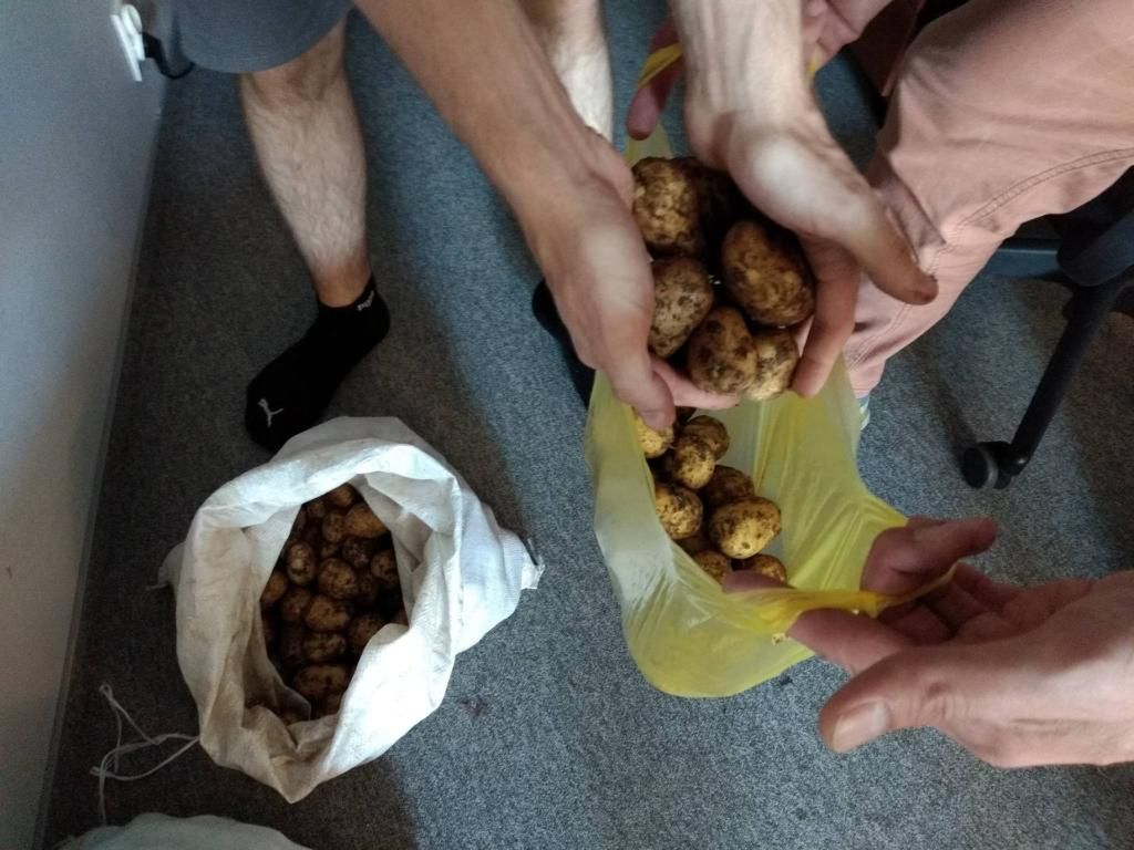 Handel ziemniakami kwitnie. Również w jednej ze stołecznych korporacji